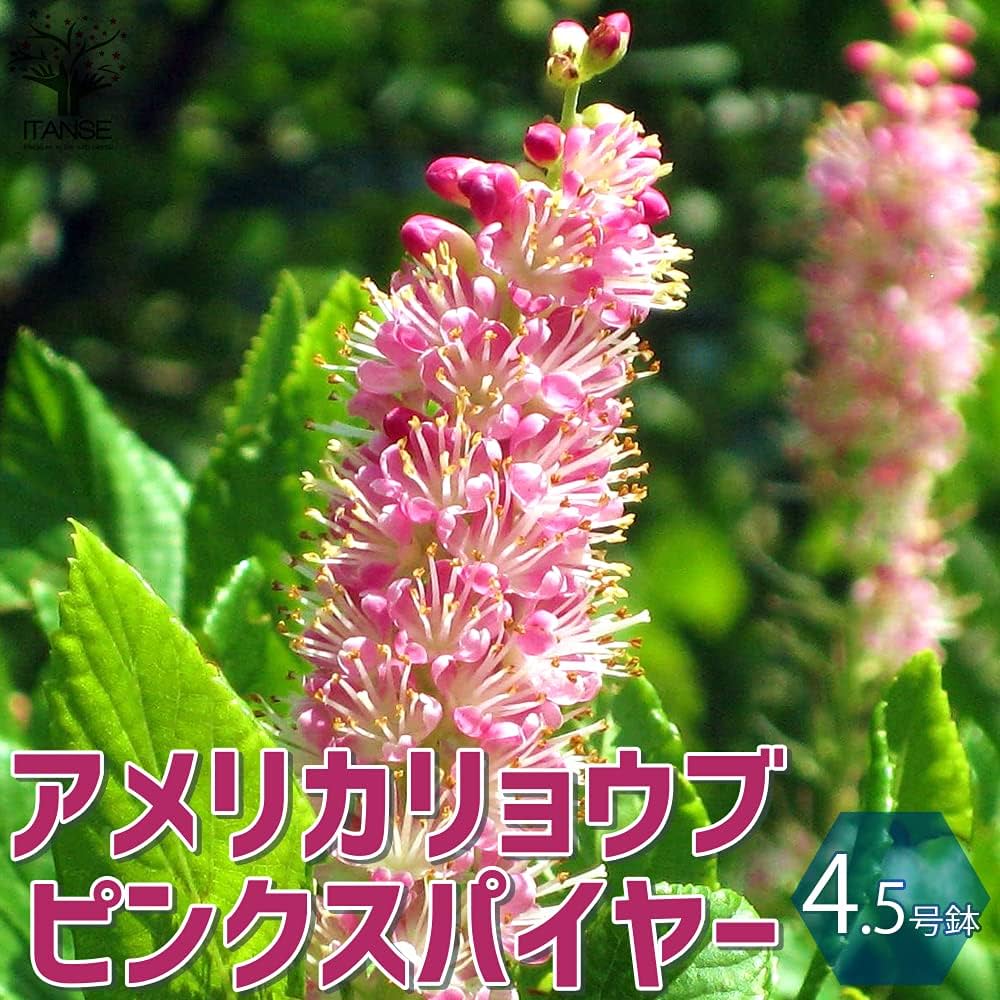 アメリカリョウブ　ピンクスパイヤー　ミツバウツギセット アメリカリョウブ ピンクスパイヤー ミツバウツギセット アメリカ